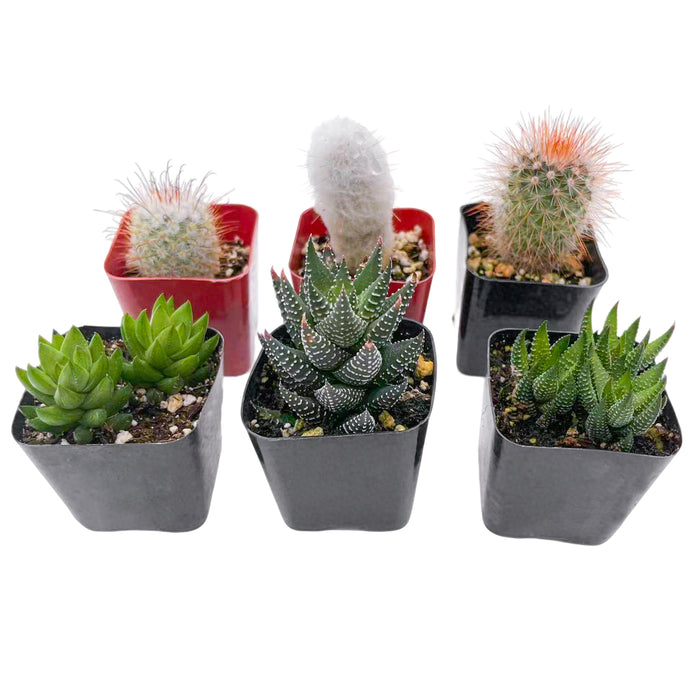 3 Cactus + 3 Haworthia Succulents (2", Random Varieties)