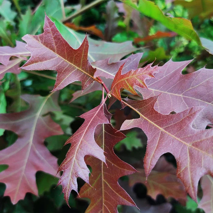 Close-up of Nuttall Oak leaves turning red-orange in fall on Quercus texana
