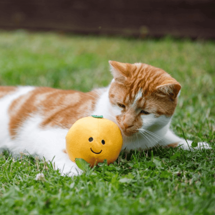 Ginger tabby and white cat on grass with orange fruit plush toy with green leaf detail and a smiley face.