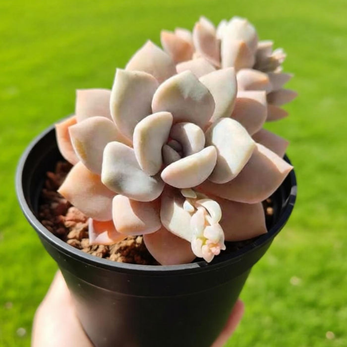 x Graptoveria 'Margaret Rose' (4 inch)