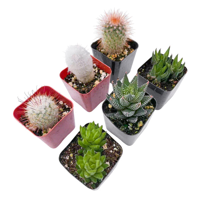 3 Cactus + 3 Haworthia Succulents (2", Random Varieties)