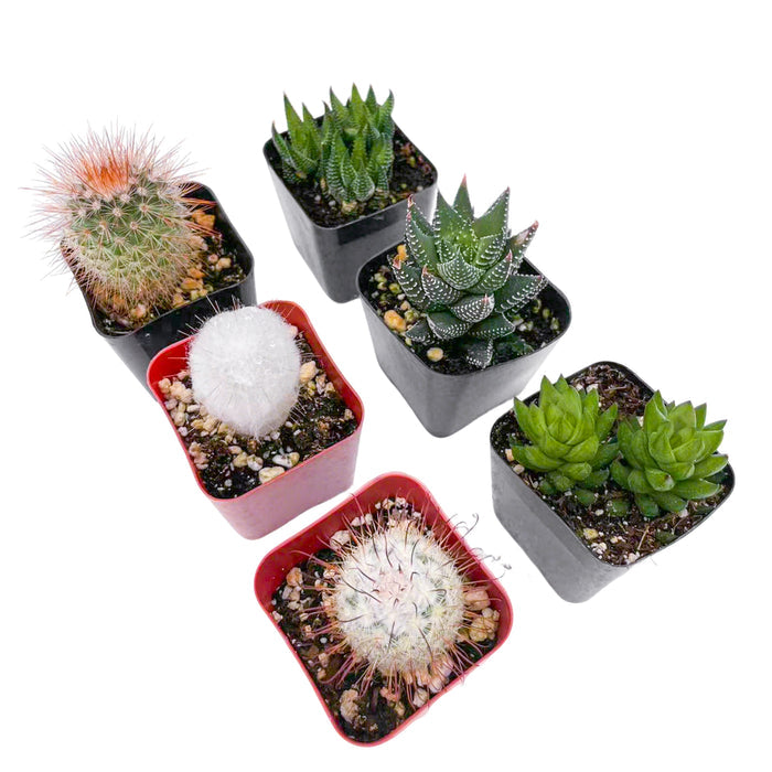 3 Cactus + 3 Haworthia Succulents (2", Random Varieties)