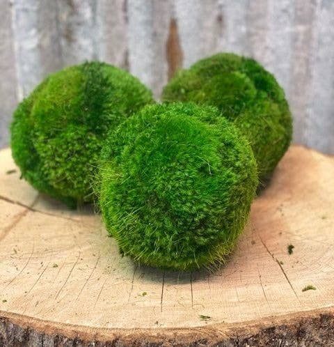 6'' Large Moss Ball - Magnolia Lane co. Home + Garden + Gift