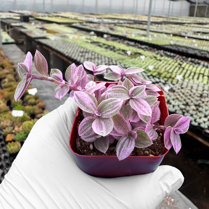 Callisia repens 'Pink Lady'