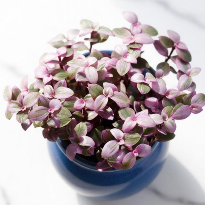 Callisia repens 'Pink Lady'