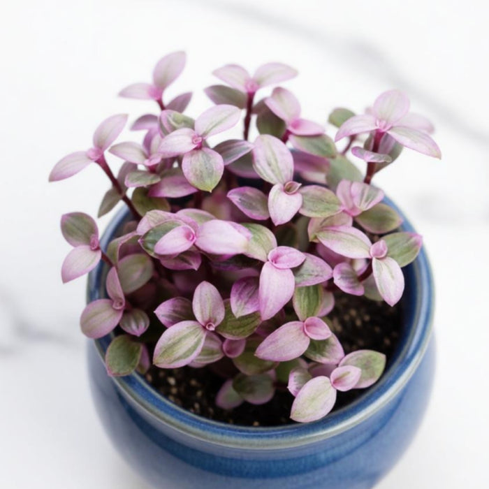 Callisia repens 'Pink Lady'