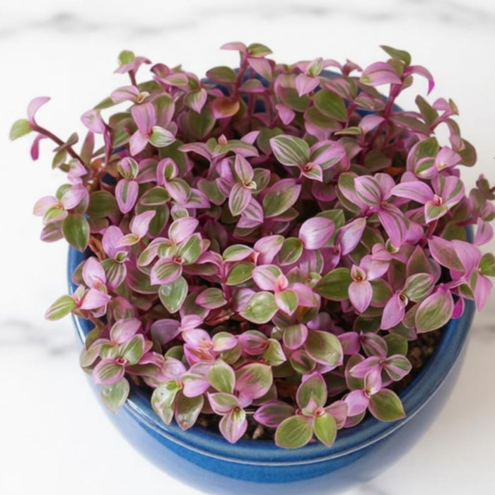 Callisia repens 'Pink Lady'