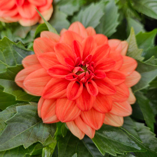 Close-up of Carolina Orange Dahlia blossoms showing saturated orange layered petals in summer bloom