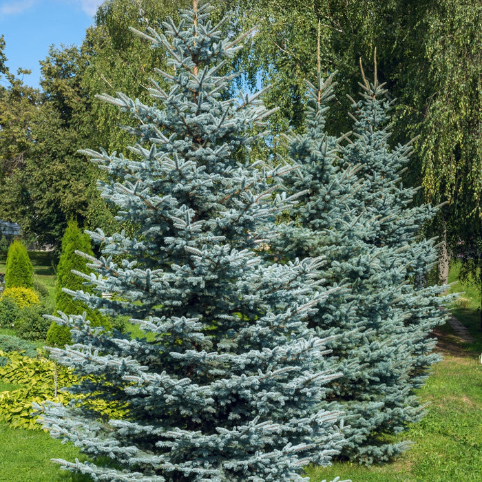 Colorado Blue Spruce Tree with silver-blue evergreen needles and pyramidal form in a sunny landscape
