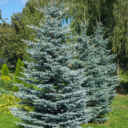 Colorado Blue Spruce Tree with silver-blue evergreen needles and pyramidal form in a sunny landscape