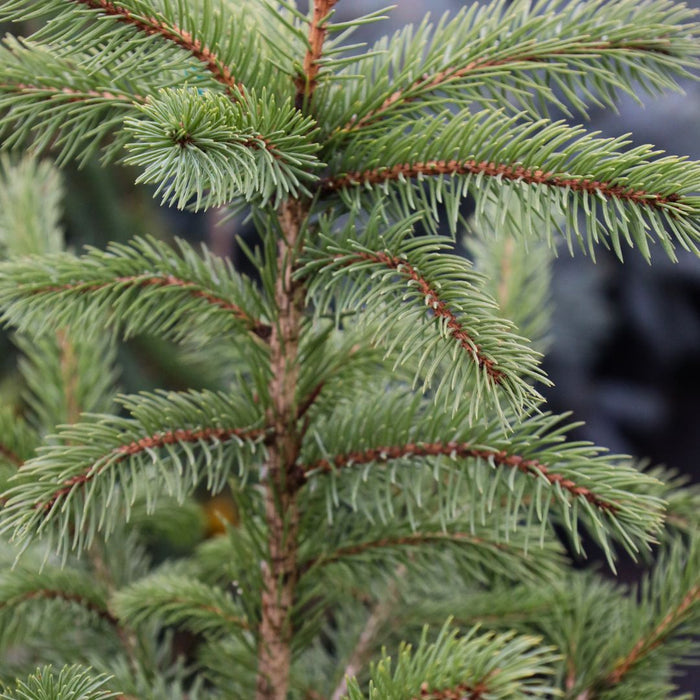 Close-up of Colorado Blue Spruce needles showing strong silver-blue evergreen color