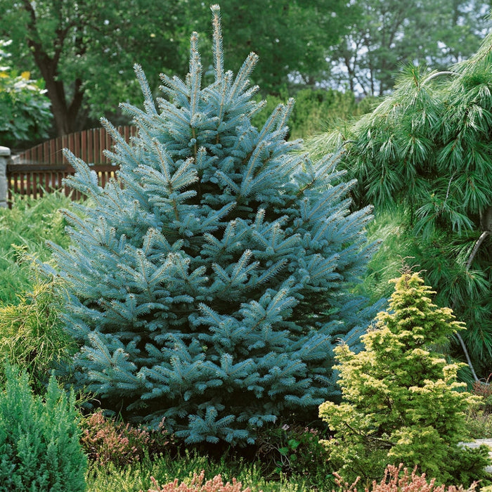 Dense pyramidal Colorado Blue Spruce used as a blue evergreen privacy screen