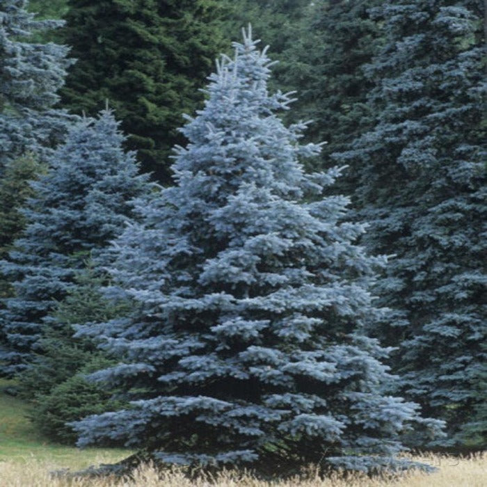 Colorado Blue Spruce Tree planted as a specimen in an open lawn