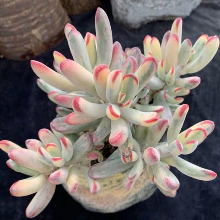 Cotyledon Orbiculata cv. Long Leaf Variegated (Rare & Limited)