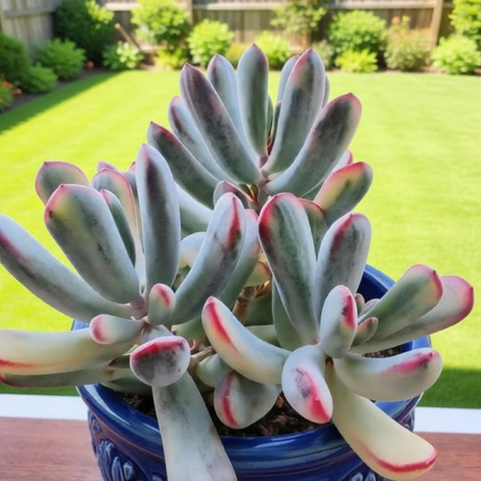 Cotyledon Orbiculata cv. Long Leaf Variegated (Rare & Limited)