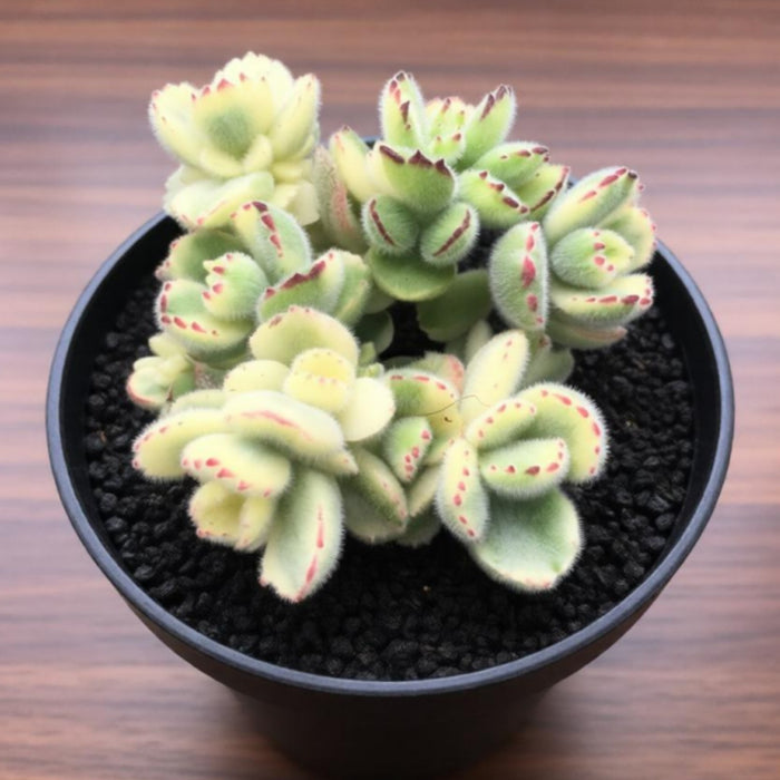 Cotyledon Tomentosa Variegated