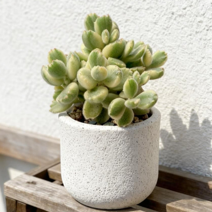 Cotyledon Tomentosa Variegated
