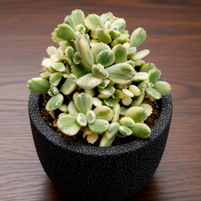 Cotyledon Tomentosa Variegated