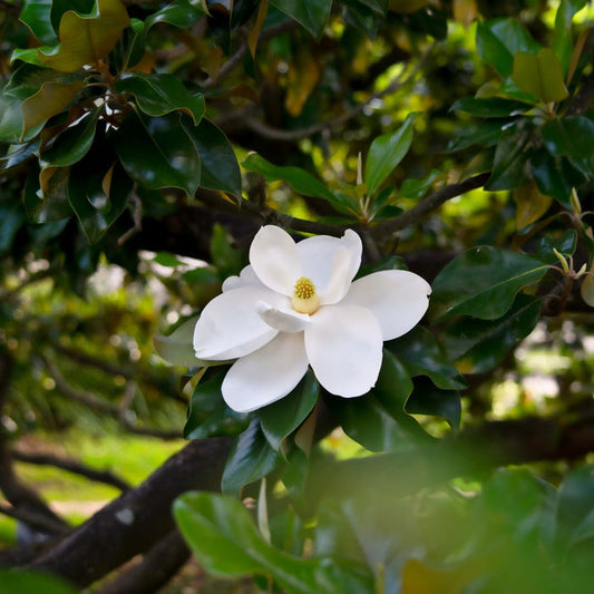 Close-up of D.D. Blanchard Magnolia flower showing large creamy white petals against dark evergreen leaves
