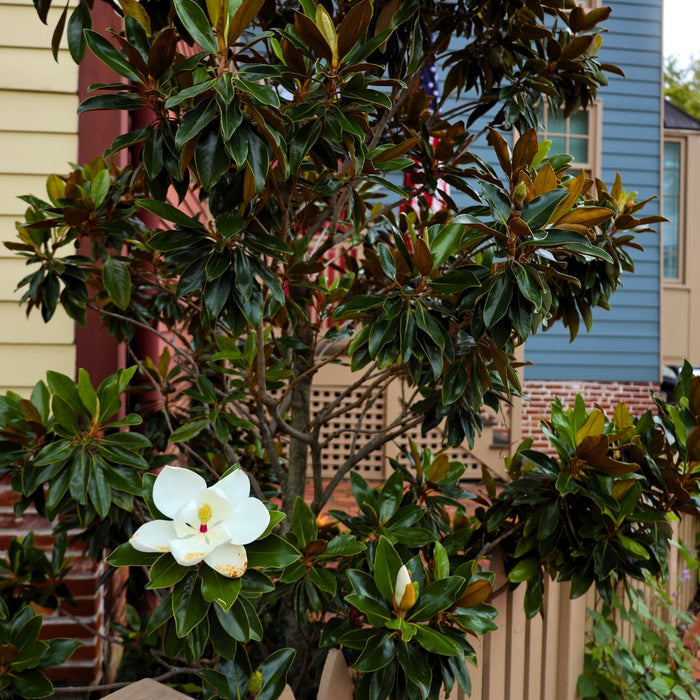 D.D. Blanchard Magnolia growing as a large evergreen tree with glossy foliage and creamy white fragrant blooms