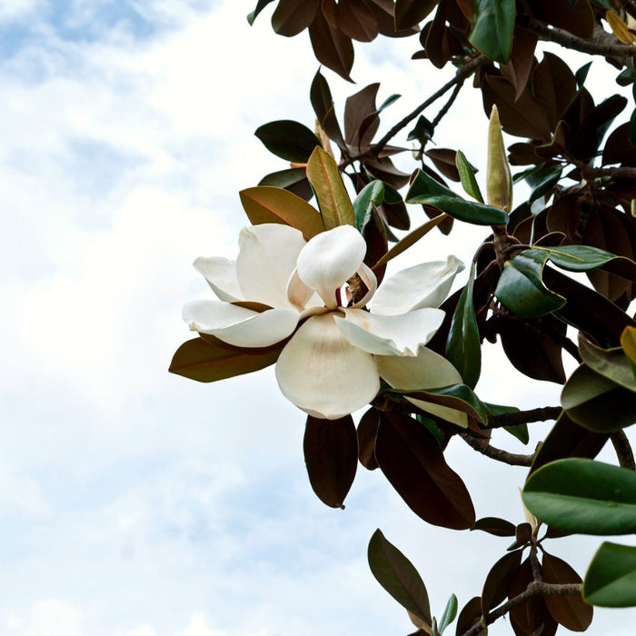 D.D. Blanchard Magnolia with upright pyramidal form, glossy green foliage, and rich brown leaf undersides