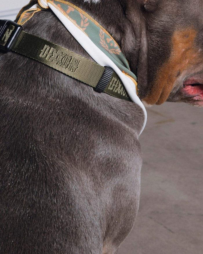 Dixxon Dog Collar - O.D. Green