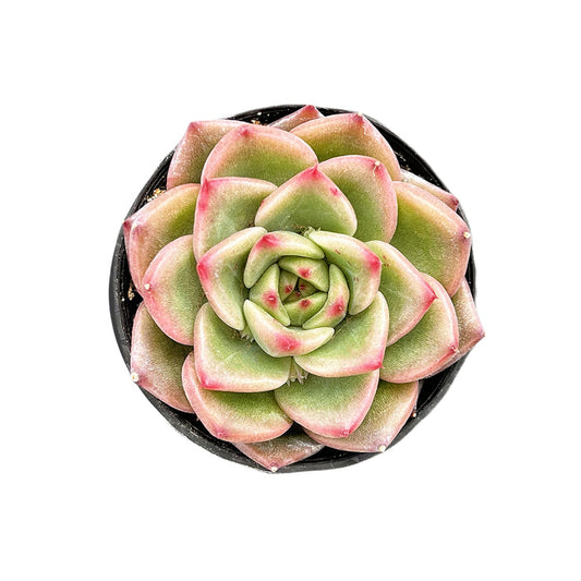Echeveria Charleston