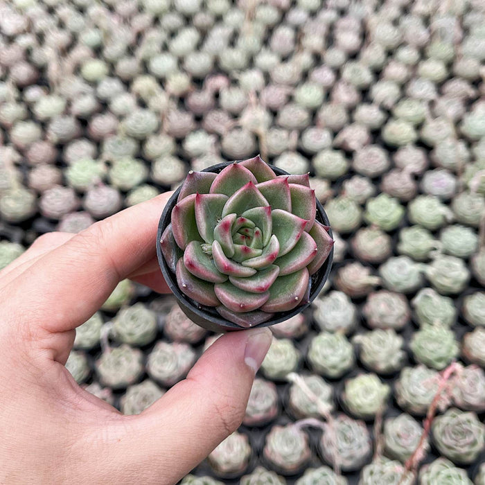 Echeveria Charleston