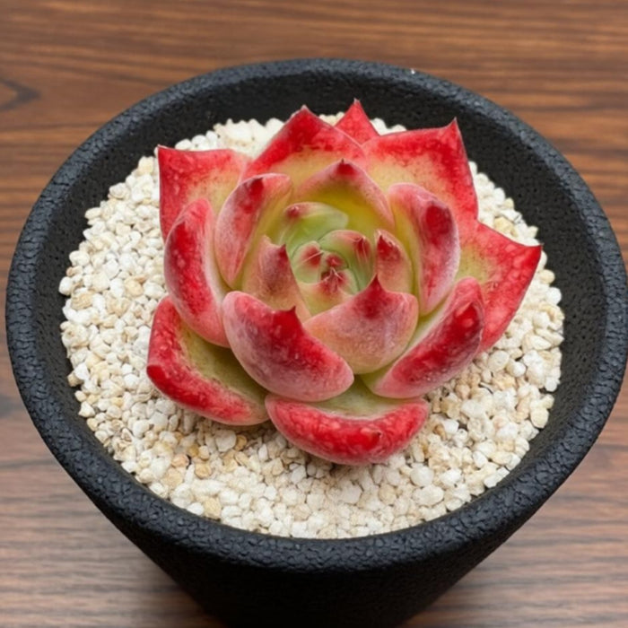 Echeveria Charleston