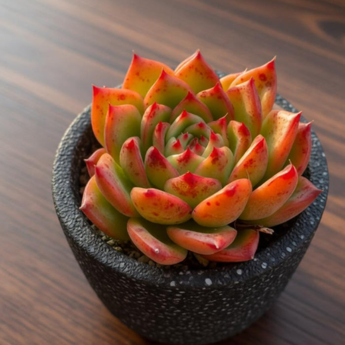 Echeveria Charleston