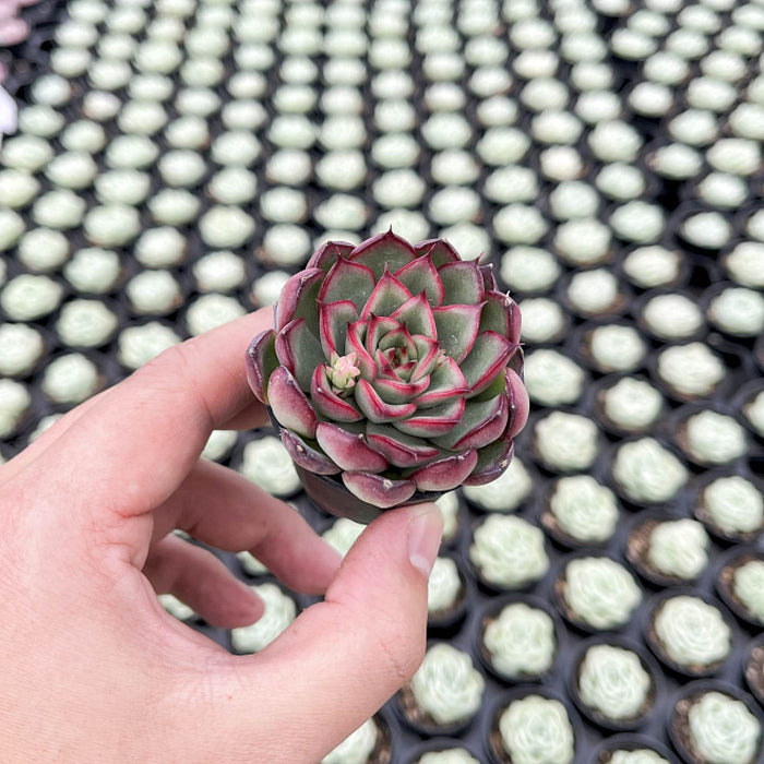 Echeveria Firefly