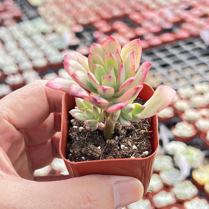 Echeveria ‘Minibelle’ Variegated