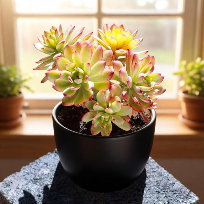 Echeveria ‘Minibelle’ Variegated