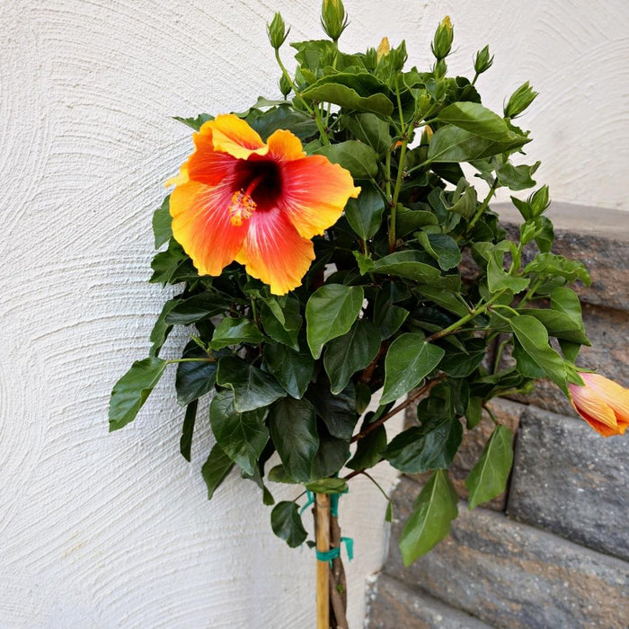 braided trunk hibiscus tree
