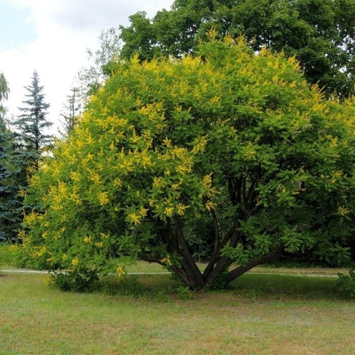 Mature golden rain tree covered in yellow flowers in summer