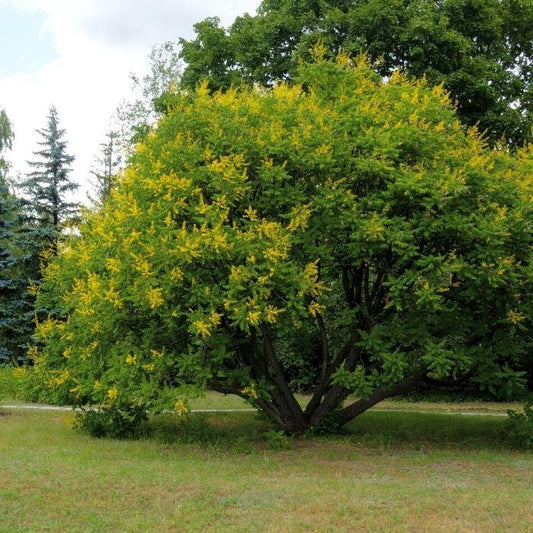 Mature golden rain tree covered in yellow flowers in summer
