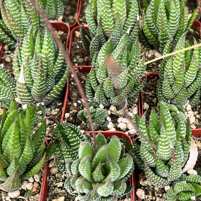 Haworthia coarctata