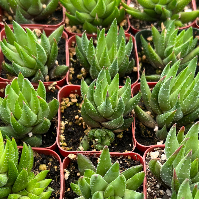 Haworthia rubrobrunnea