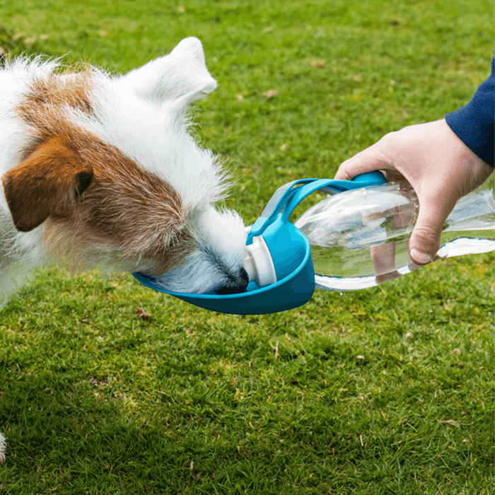 Jack russell terrier dog drinking from a blue Henry Wag dog travel water bottle with a blue coloured 'leaf' bowl. A hand is holdng the water bottle while the dog drinks.