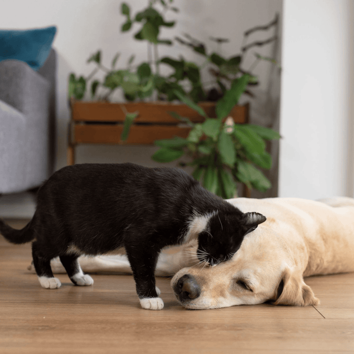 Black cat sniffing a beige dog lying on the floor in a home setting with plants and furniture.