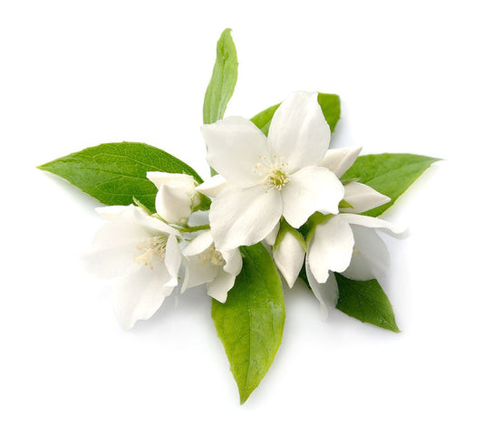 Jasmine essential oil 10ml - i-Spa