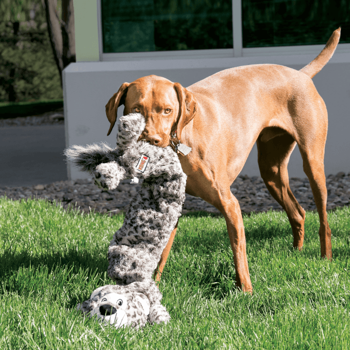 Rhodesian Ridgeback type dog with Snow Leopard long dog toy in its mouth, pictured outside on grass.