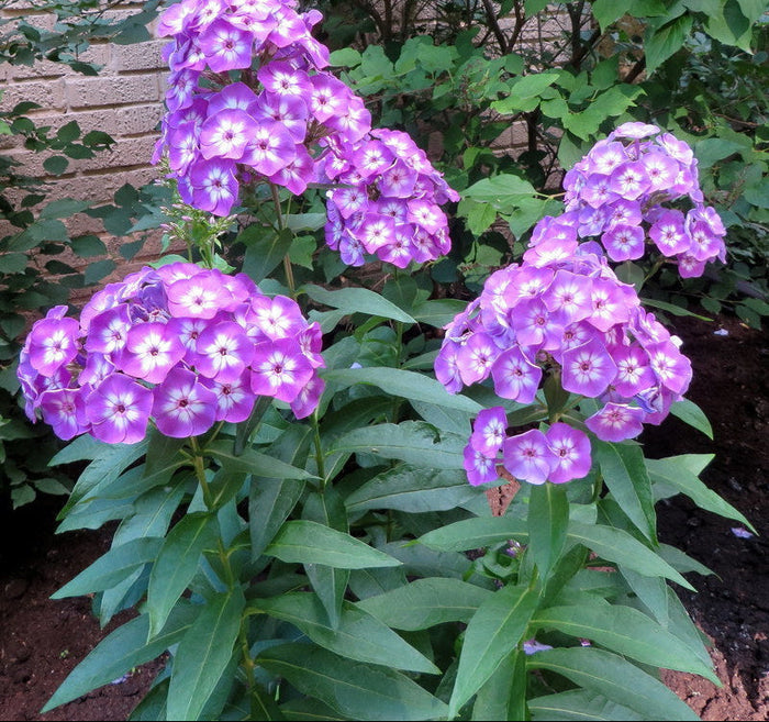 Laura Garden Phlox with fragrant lavender-purple flowers and white eyes blooming in a sunny perennial border