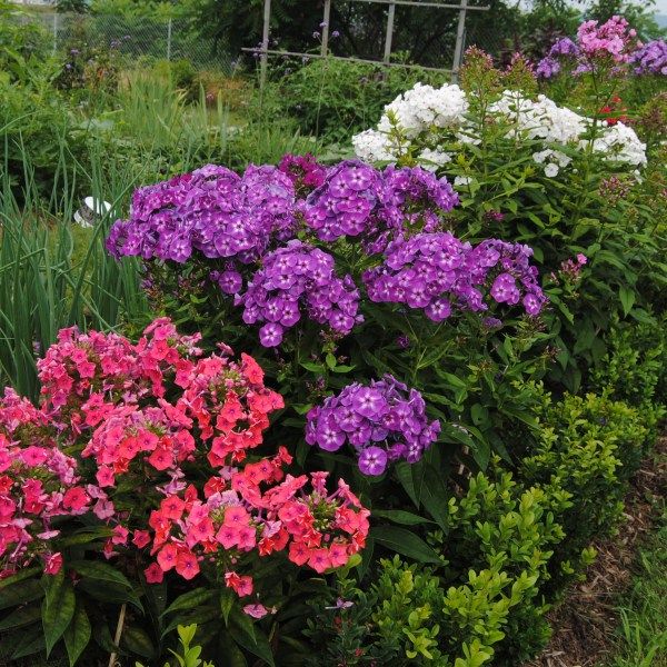 Phlox paniculata ‘Laura’ blooming with fragrant summer flowers in a cottage garden
