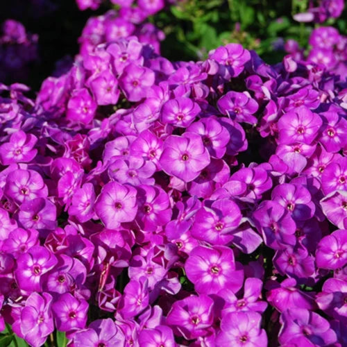 Purple garden phlox flowers used as cut flowers from a summer perennial border