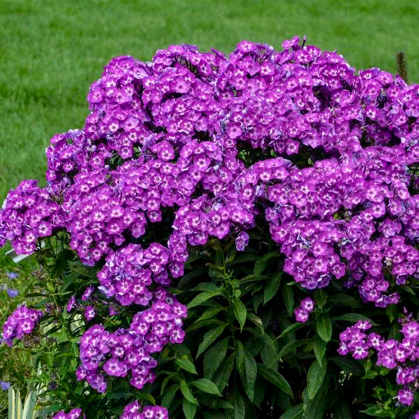 Laura Garden Phlox with fragrant lavender-purple flowers and white eyes blooming in a sunny perennial border