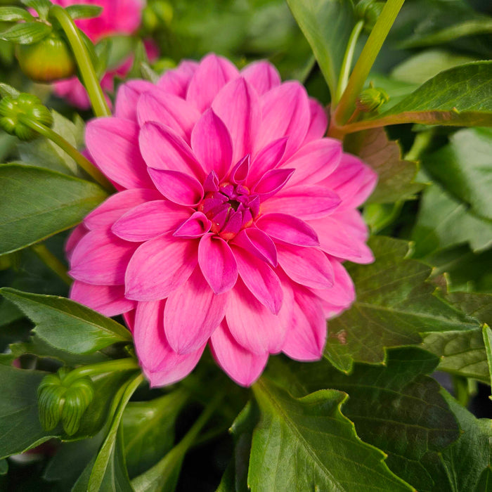 close up of vibrant pink dahlia