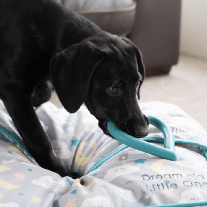 Black Labrador puppy holding a blue heart shaped rubber dog toy in it's mouth on a dog bed.
