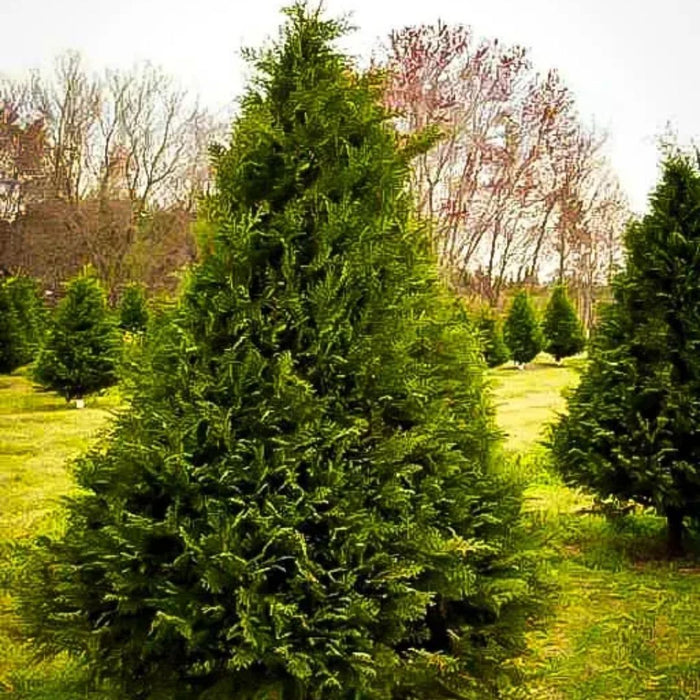 Mature Murray Cypress with an upright evergreen form, dense branching, and a narrow screening habit