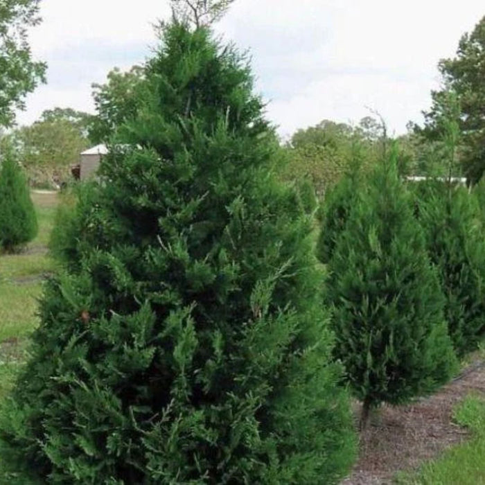 Murray Cypress planted along a property line as a fast-growing evergreen privacy hedge with evenly spaced trees